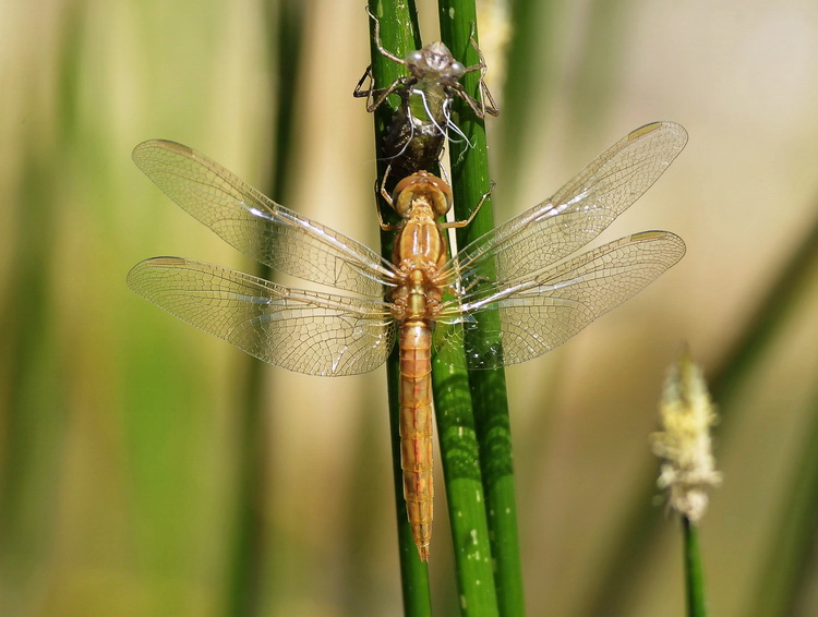 Crocothemis erythraea